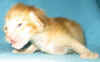 G2-251108.jpg (34202 tavu(a))