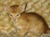 G2-271208a.jpg (29797 tavu(a))