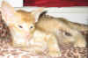 G2-271208b.jpg (41126 tavu(a))