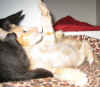 G2-271208c.jpg (37501 tavu(a))