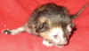 K1-051106.jpg (42382 tavu(a))