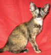 K1-261206.jpg (38070 tavu(a))