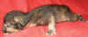 K2-051106.jpg (42554 tavu(a))