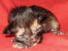 K4-051106.jpg (39434 tavu(a))