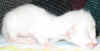 bal-151107.jpg (28632 tavu(a))