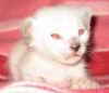 bal-261107.jpg (32006 tavu(a))