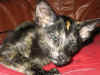 f1-050208.jpg (46131 tavu(a))