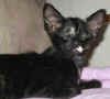 g1-290109b.JPG (29784 tavu(a))