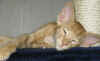 g2-300109.jpg (34159 tavu(a))