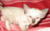 sia-111207.jpg (38583 tavu(a))