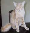 toffo10.JPG (53490 tavu(a))