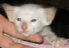 tyti-bal-220808.jpg (29766 tavu(a))